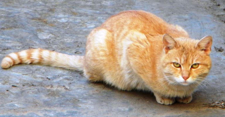 By Britchi Mirela (Own work) [CC BY-SA 3.0], via Wikimedia Commons