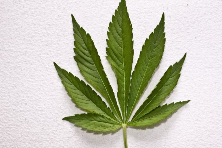 Cannabis, marijuana plant