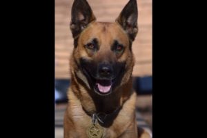 Bruno, CItrus Heights police K9