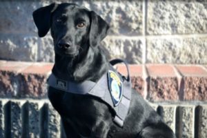 Farley, K-9, police dog, citrus heights