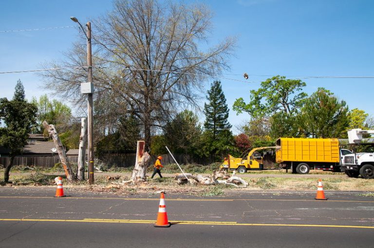 Tree removal