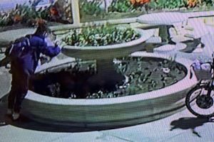 Business camera footage of trespassers stealing plants from a planter at night