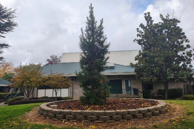 A newly planted tree at Rusch Park