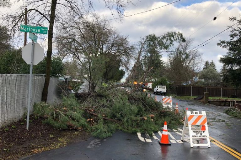 A large tree at a home on Mariposa Avenue was observed on Friday morning uprooted and blocking a portion of Cook Avenue. // Luke Otterstad