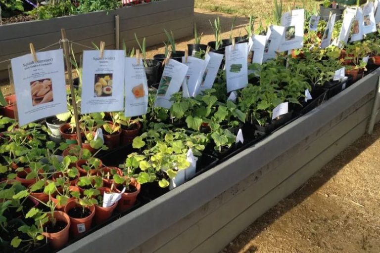 Sylvan Ranch Community Garden annual plant sale
